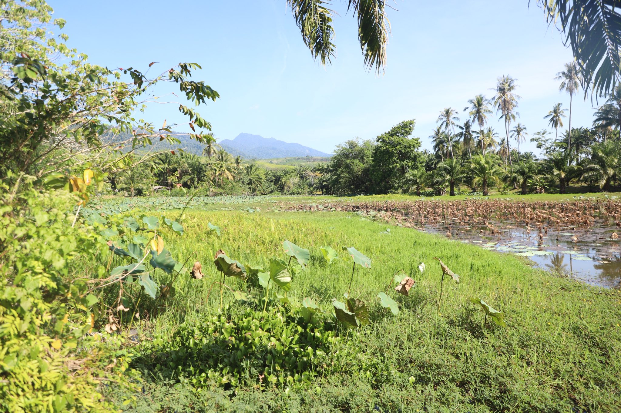 title - ข่าวดีชาวกระบี่ รมช.เกษตรฯ ลงพื้นที่ติดตามโปรเจกต์ยักษ์ ส.ป.ก. เร่งพัฒนาโครงสร้างพื้นฐานแปลงพื้นที่เป้าหมาย คทช. ในเขตปฏิรูปที่ดิน กว่า 4,300 ไร่ มุ่งสร้างอาชีพอย่างยั่งยืน
